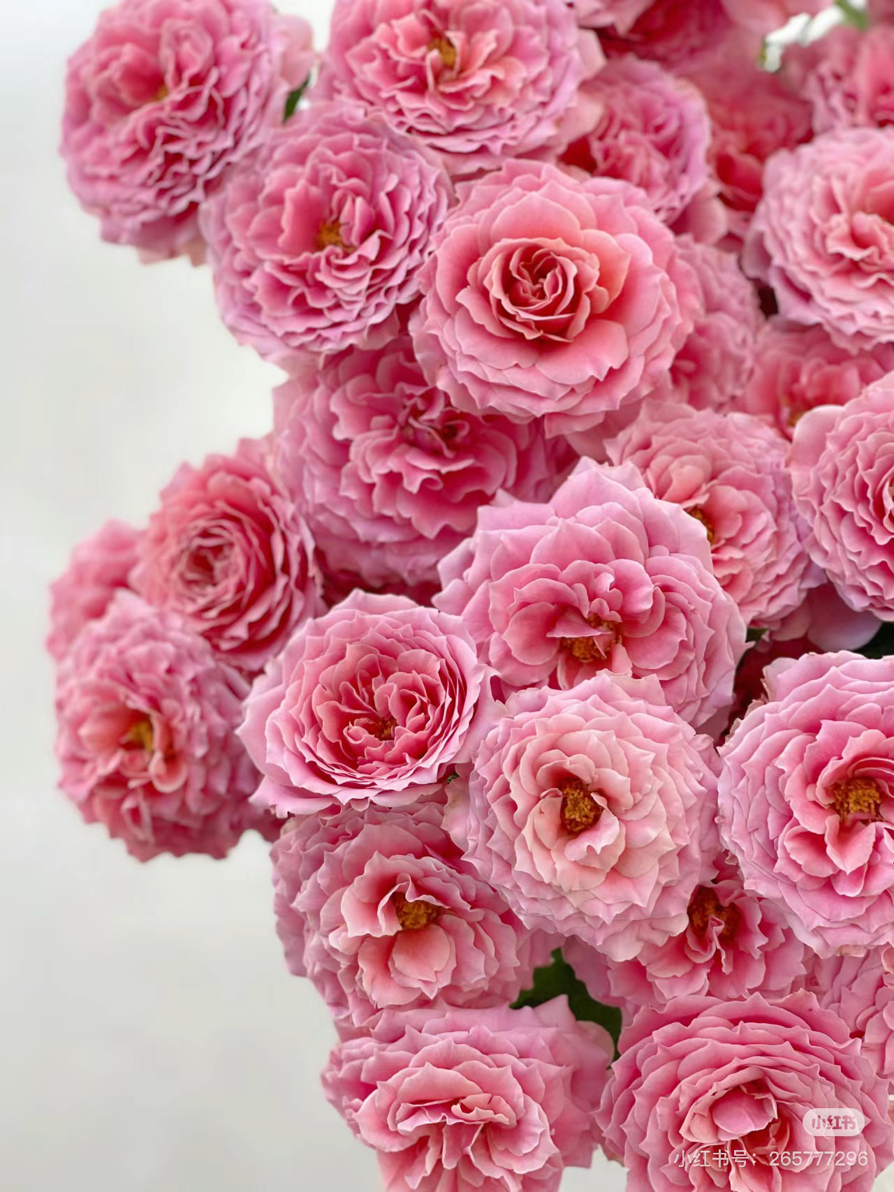 （多头玫瑰）粉色拉拉队10支！三件顺丰空运20%不售后