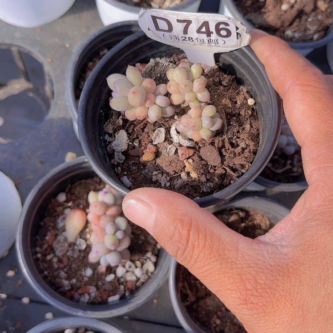 八****花D746萤火虫一物一拍