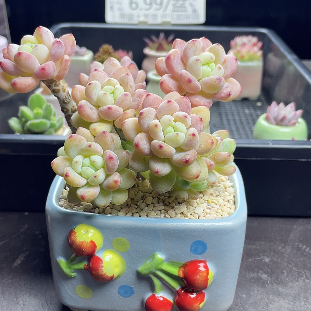 多肉植物一物一拍蓝色手绘盆