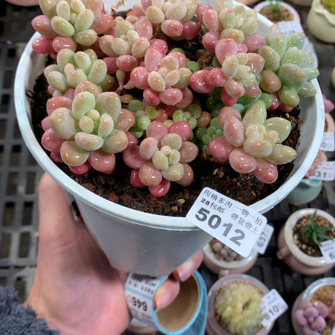 5厘米盆精控多肉5012