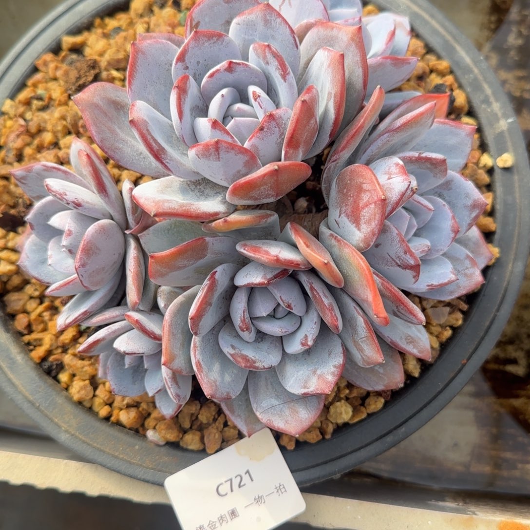 C721奶茶6头（砍过）