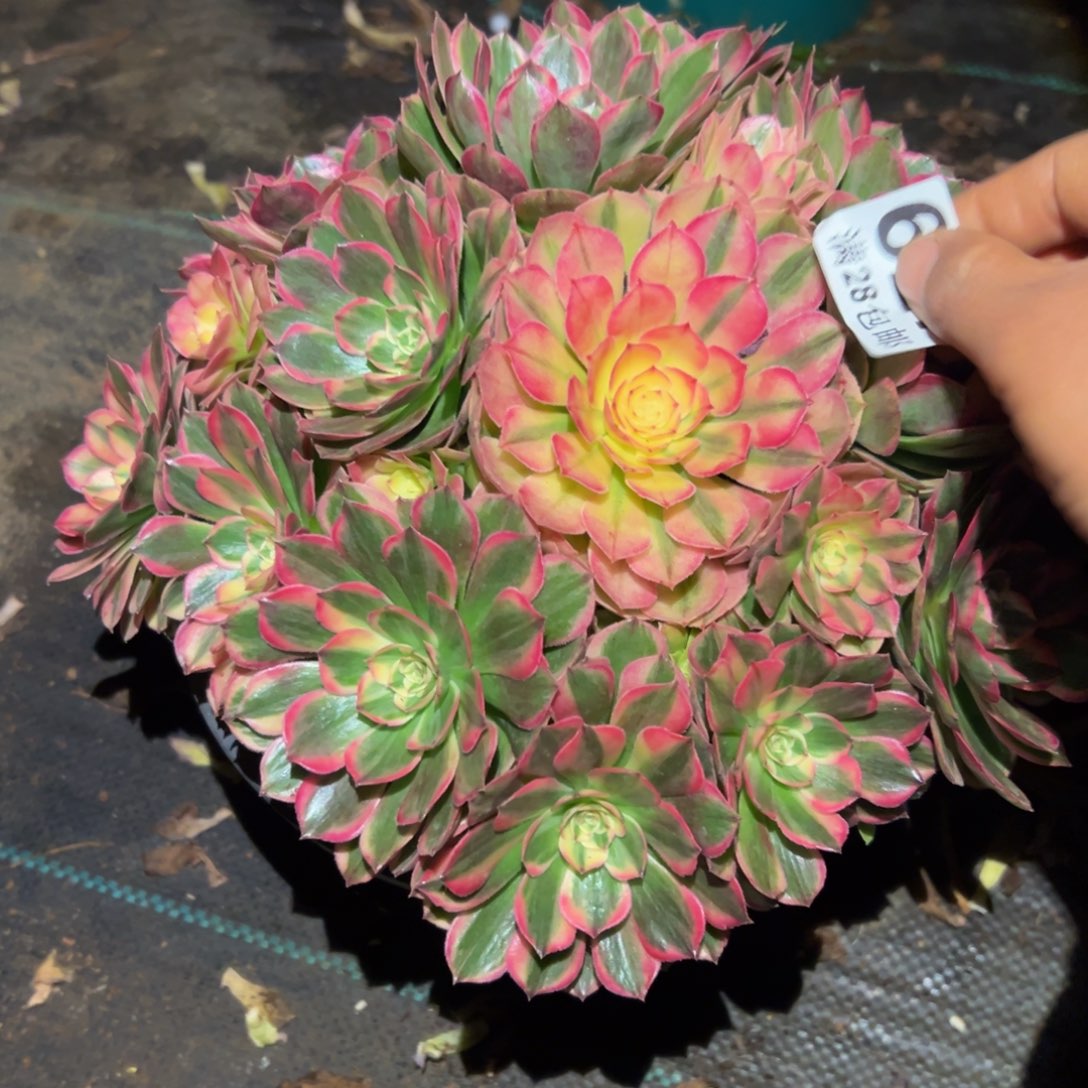 多肉植物627海神的