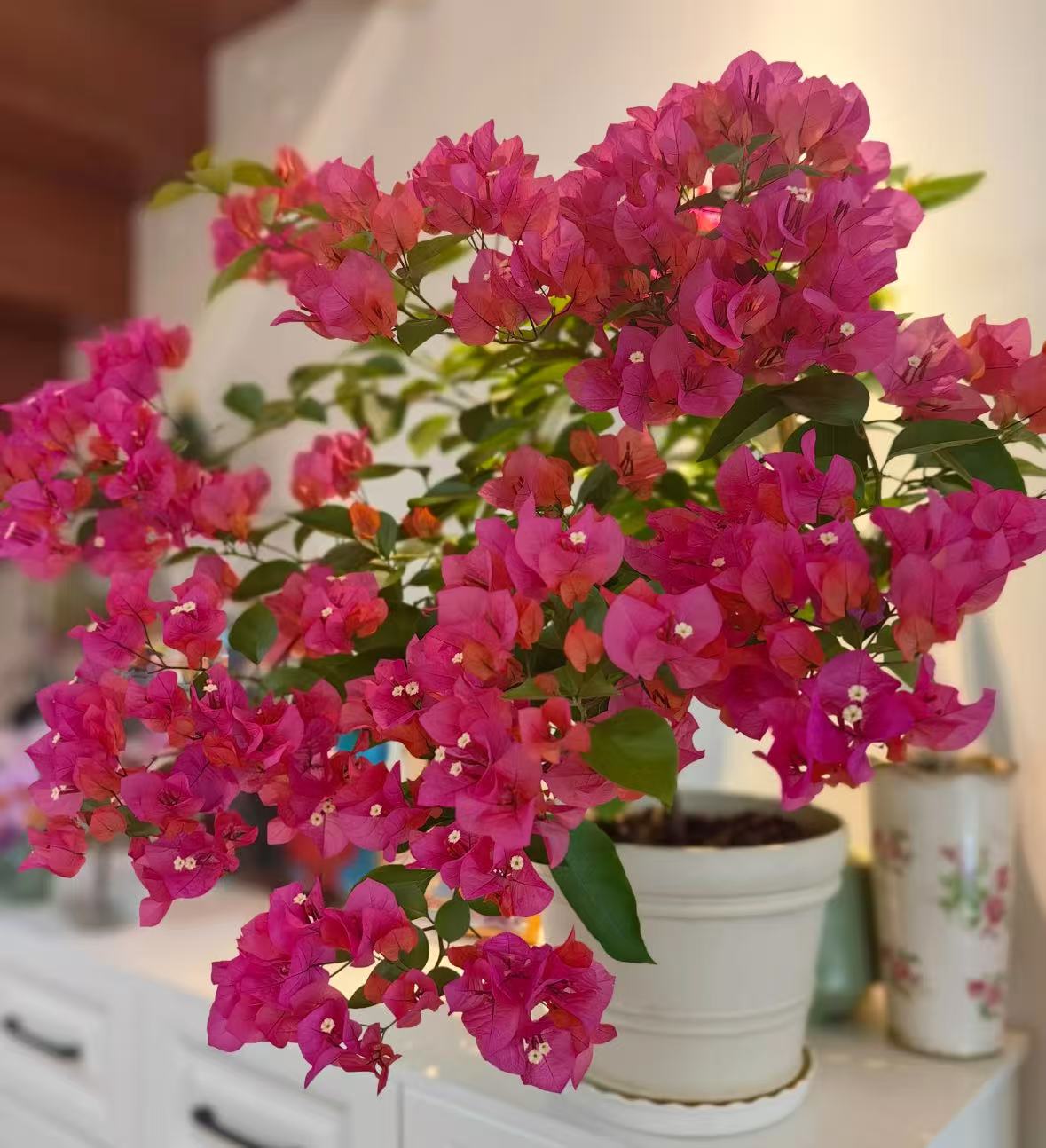 【李先生】同安红~三角梅盆栽适合阳台庭院楼顶（苗子不带花）