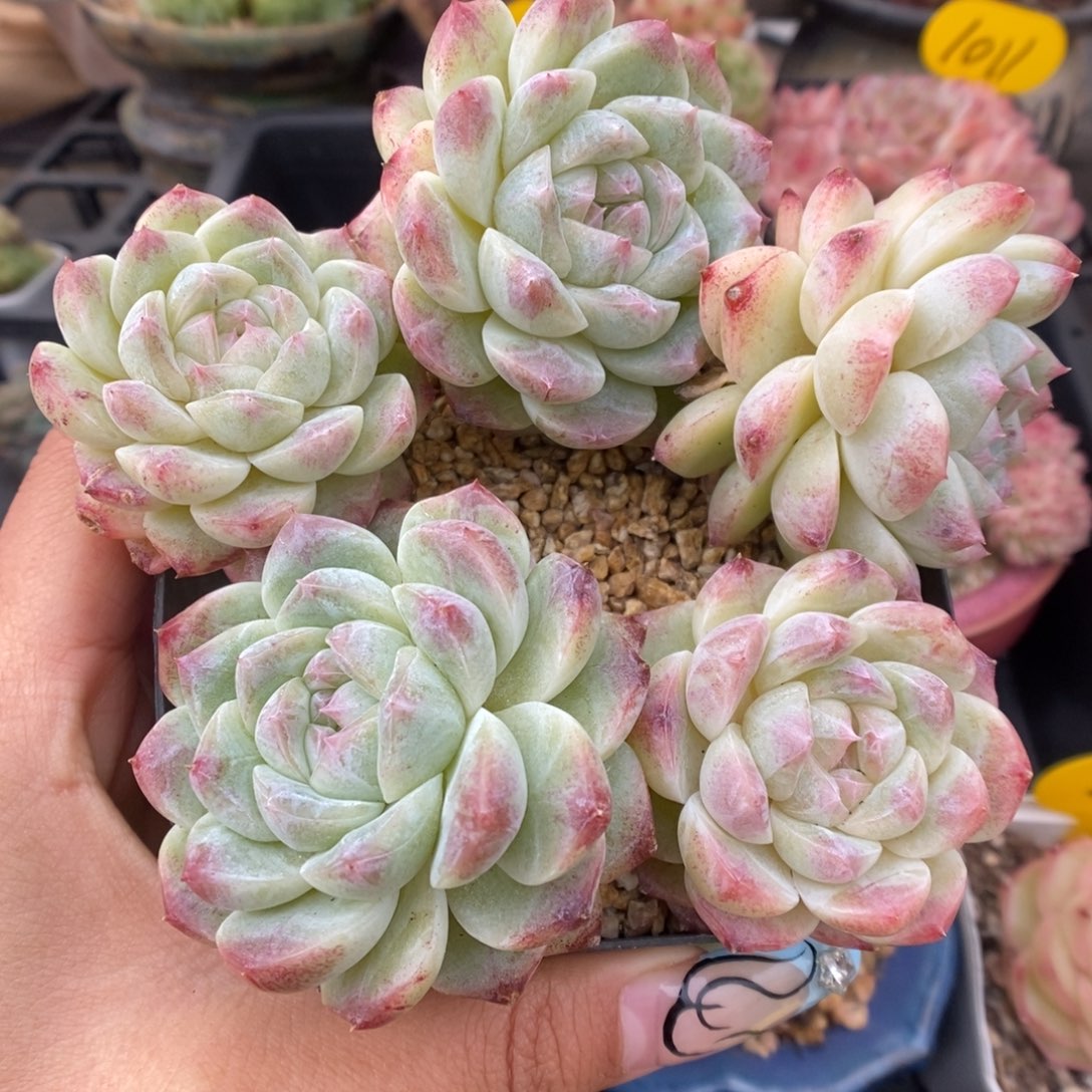 糖心珍妮群生442号