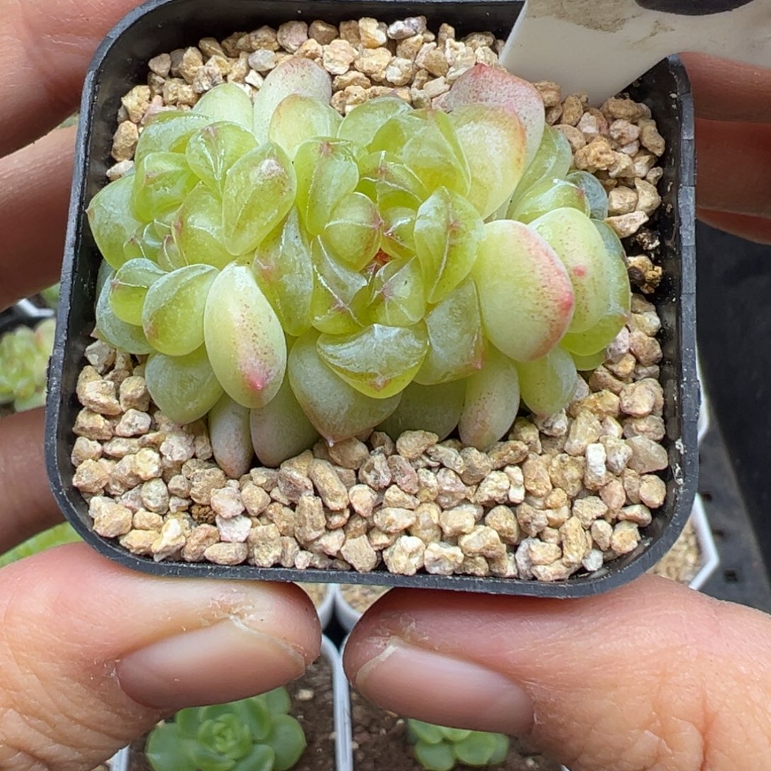 613号相柳甜心晗雨多肉植物