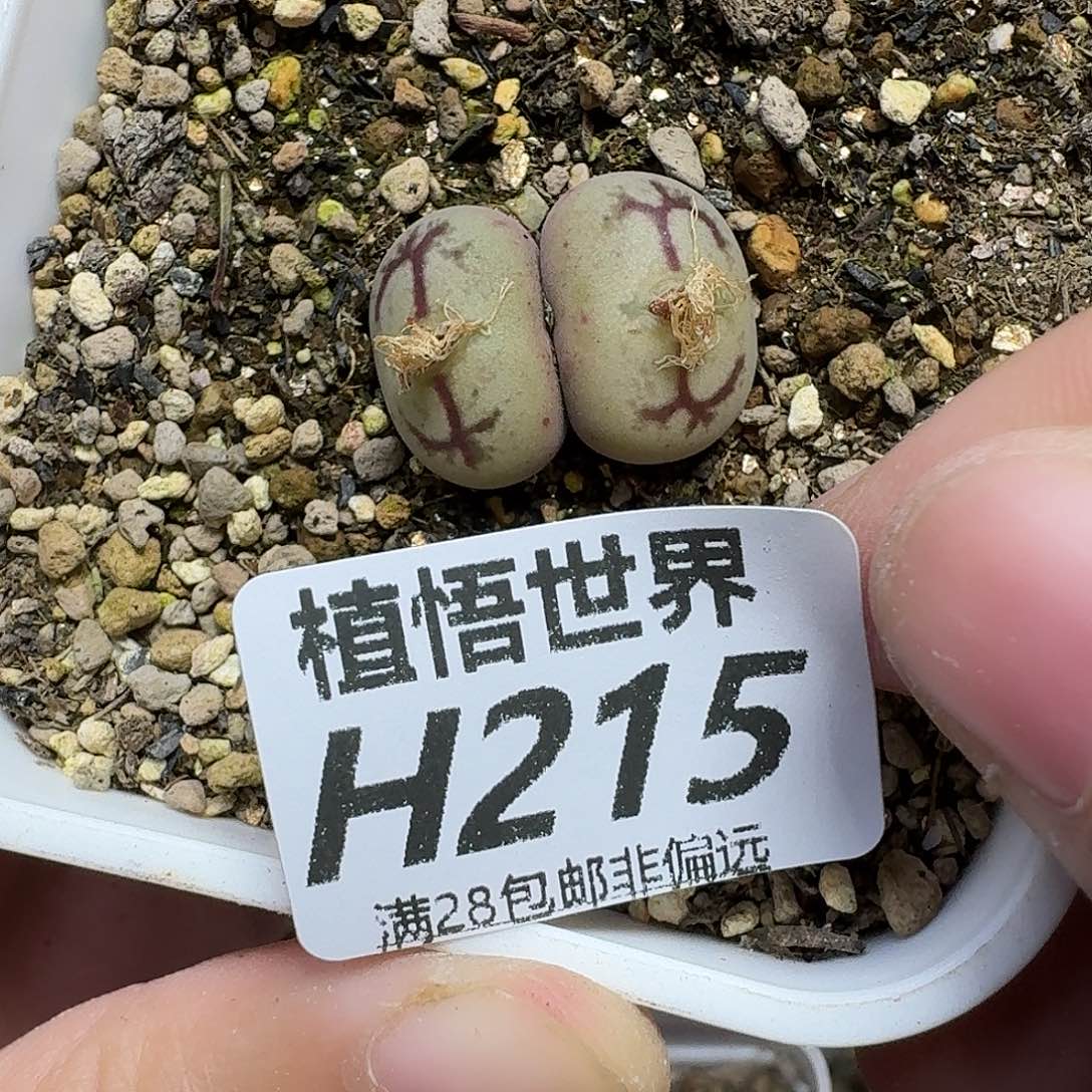 多肉植物的人生ghh