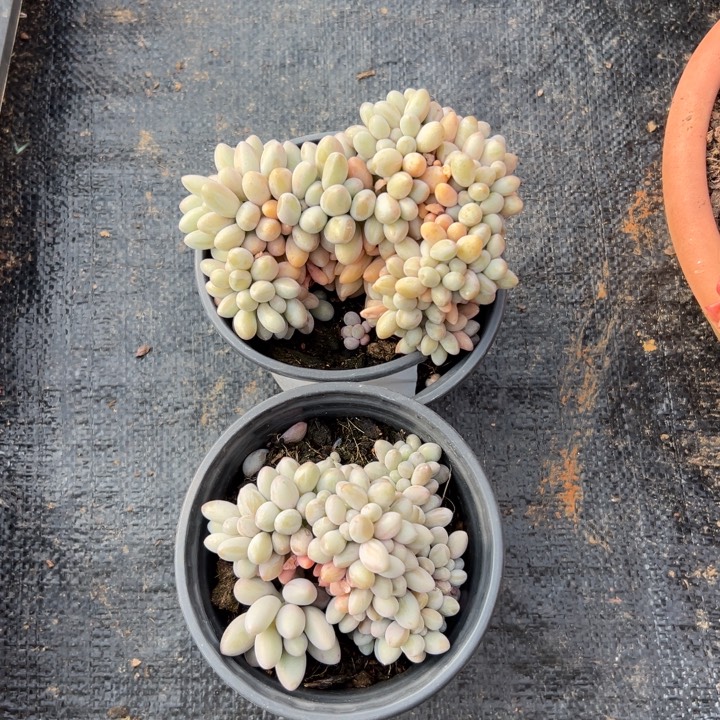 精品多肉植物老桩随机发两颗汤圆缀