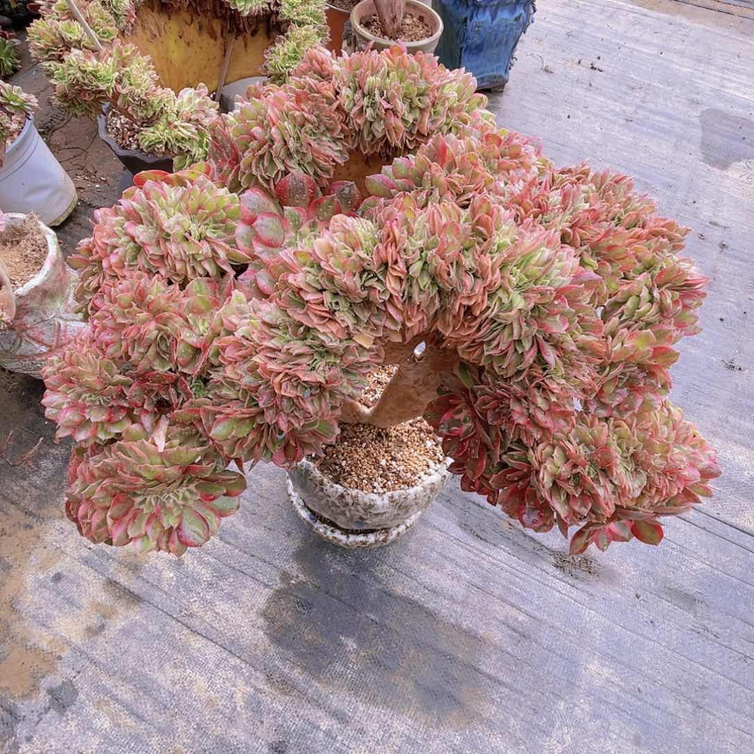 【闪购商品】无花朵万白