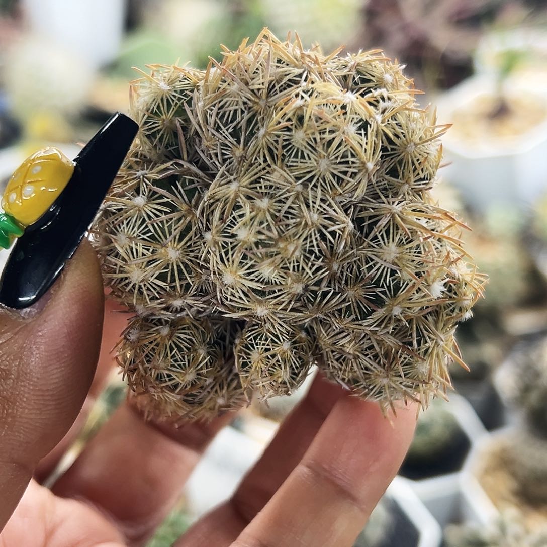 紫王子仙人球66666666