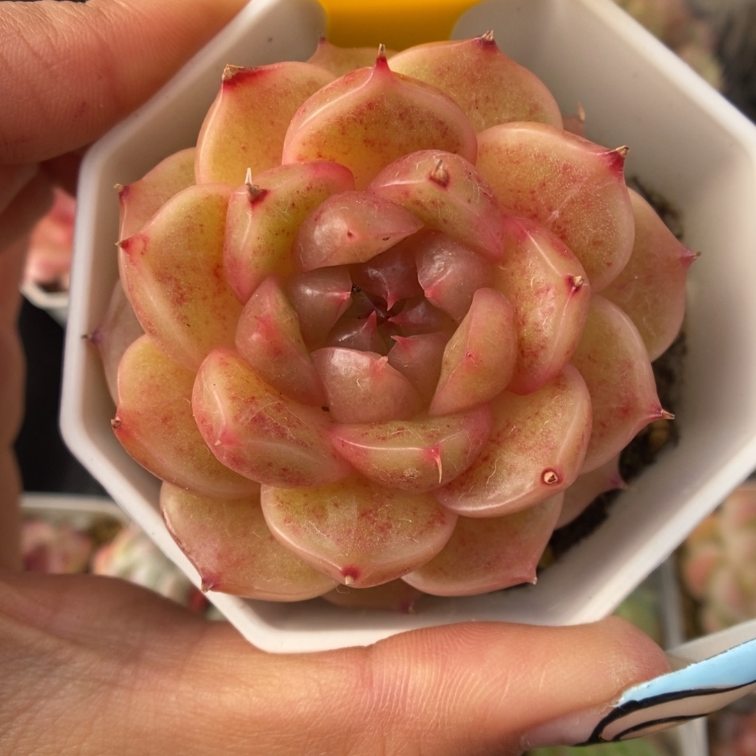 流光麦秆可拍901号。 