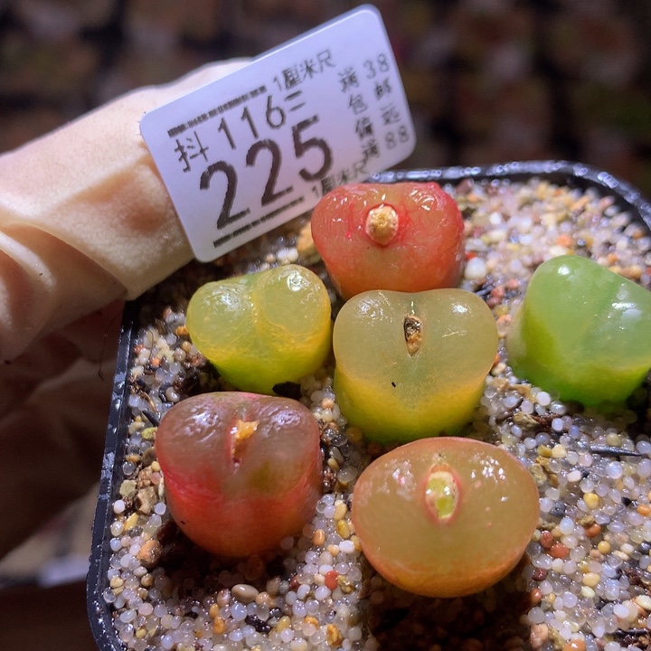 精品生石花116.225