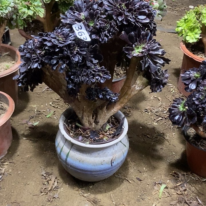 363欧紫缀化老板子