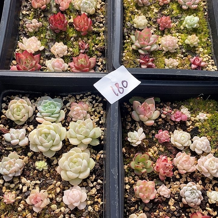 180 多肉植物盆栽花卉