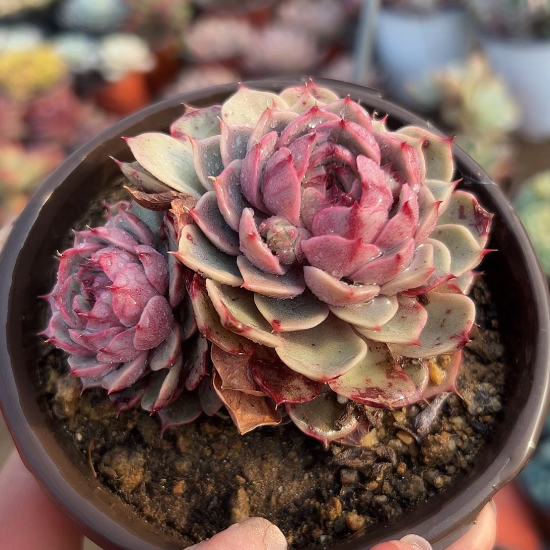 多肉植物多肉植物