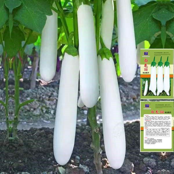 【苞出芽】【厂家直销】白龙长茄种子白雪水果茄子种籽基地用种秋冬种