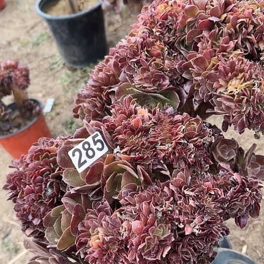 多肉植物一个有伤没售后