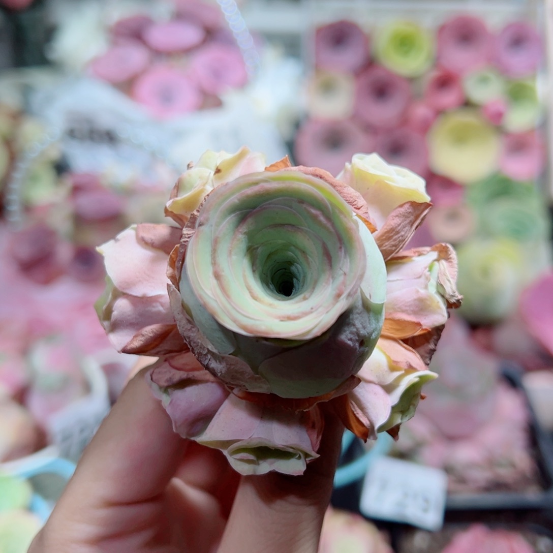 206水蜜桃群。          