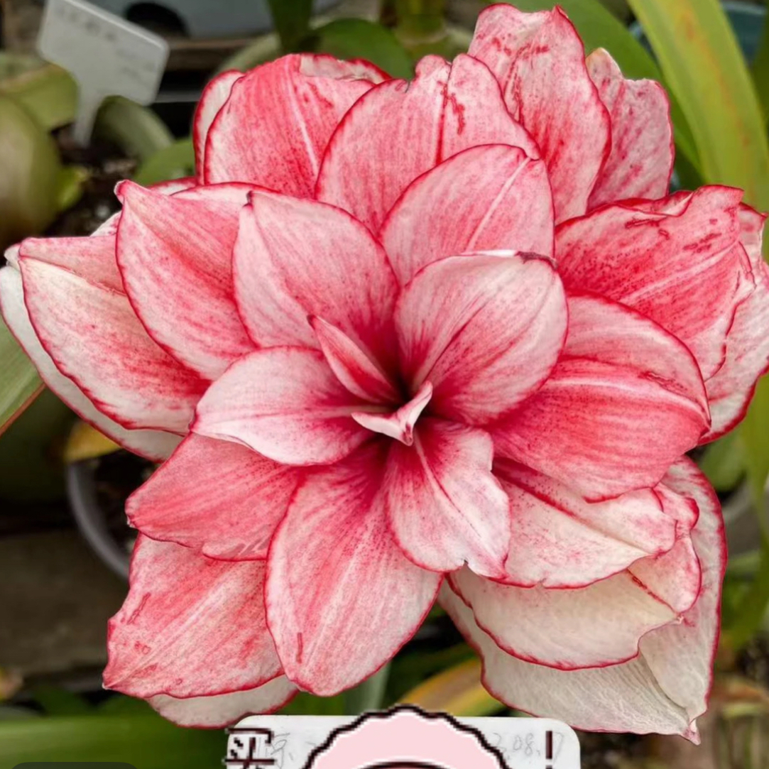 惊鸿仙子  经典朱顶红