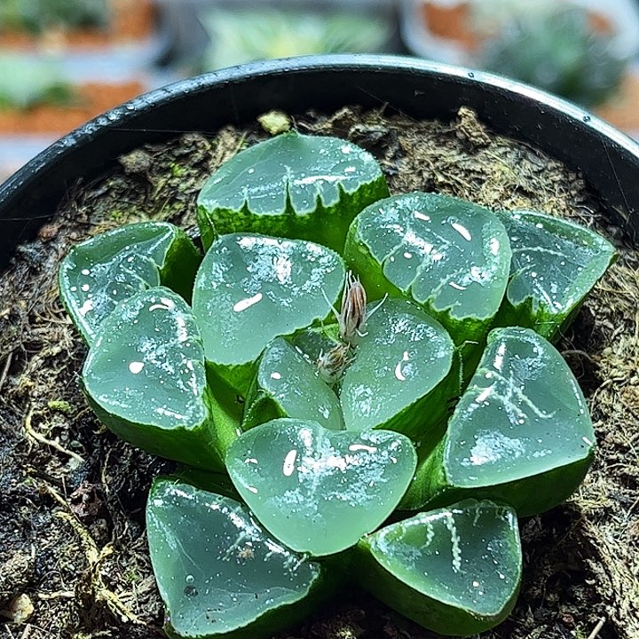 十二卷多肉姬翠寿