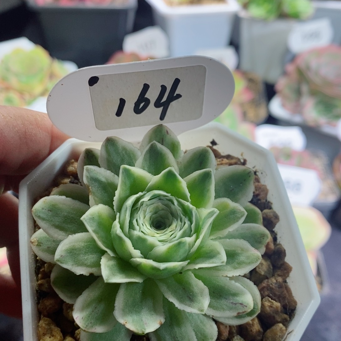 164秋夕锦 山地玫瑰