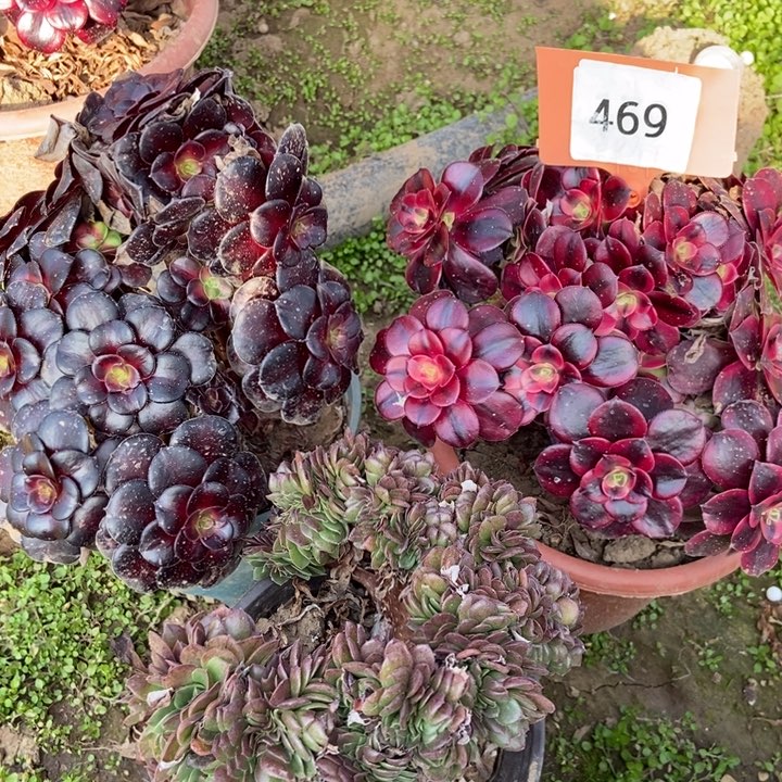 u****9469三颗老桩老桩