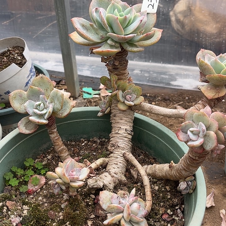 风***念236白凤脱土发货不退不换