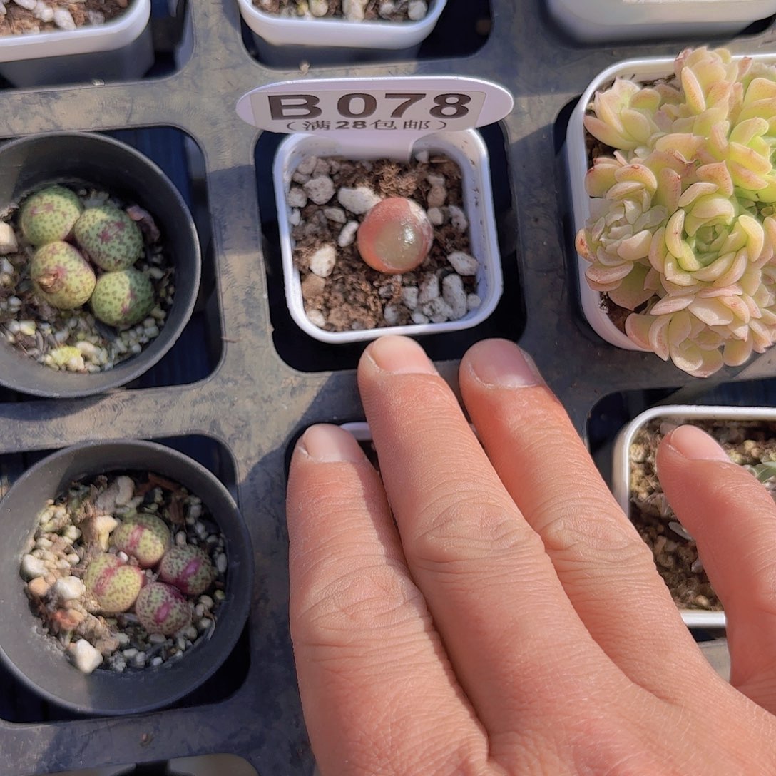 B078灯泡一物一拍