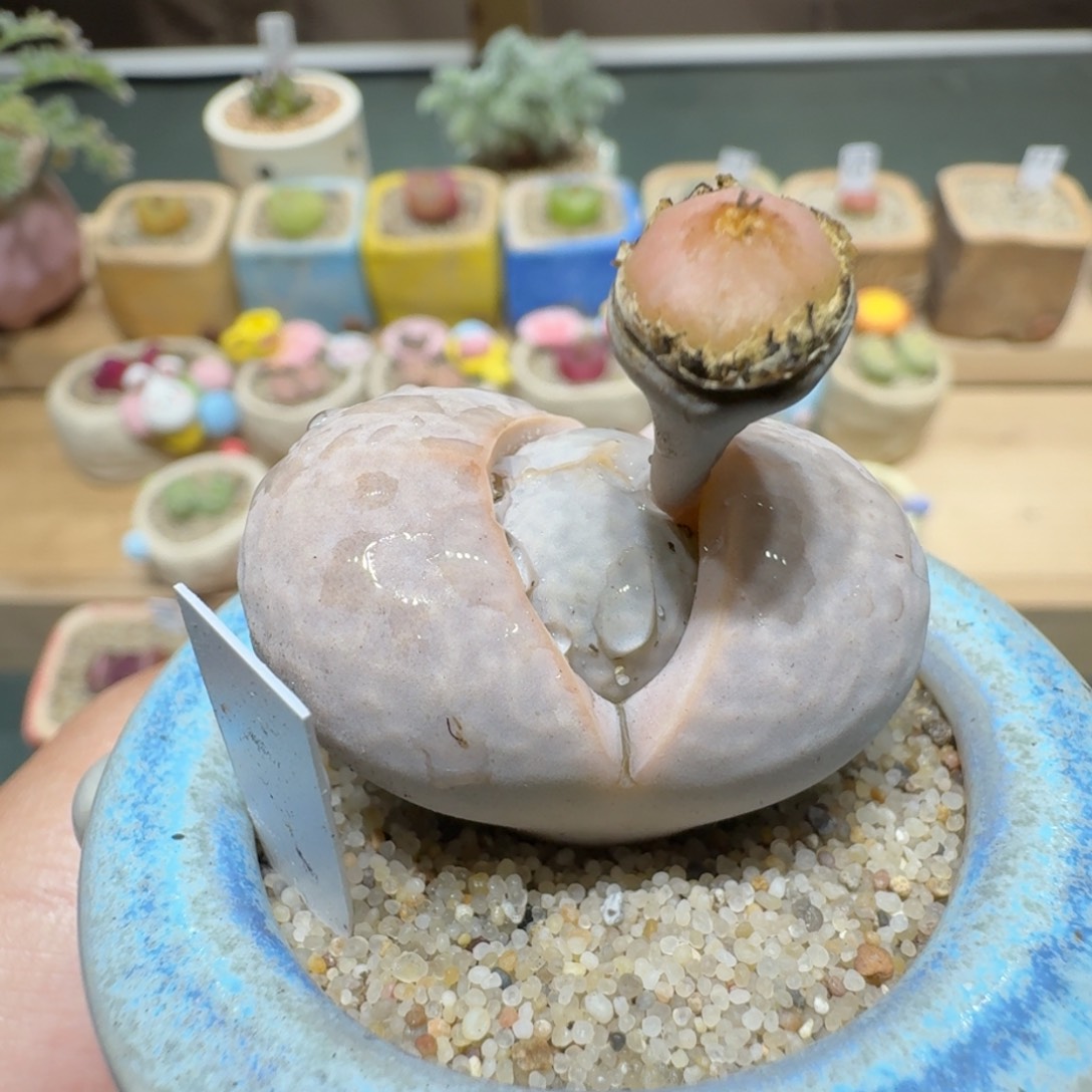 红陶蘑菇1152高尔夫