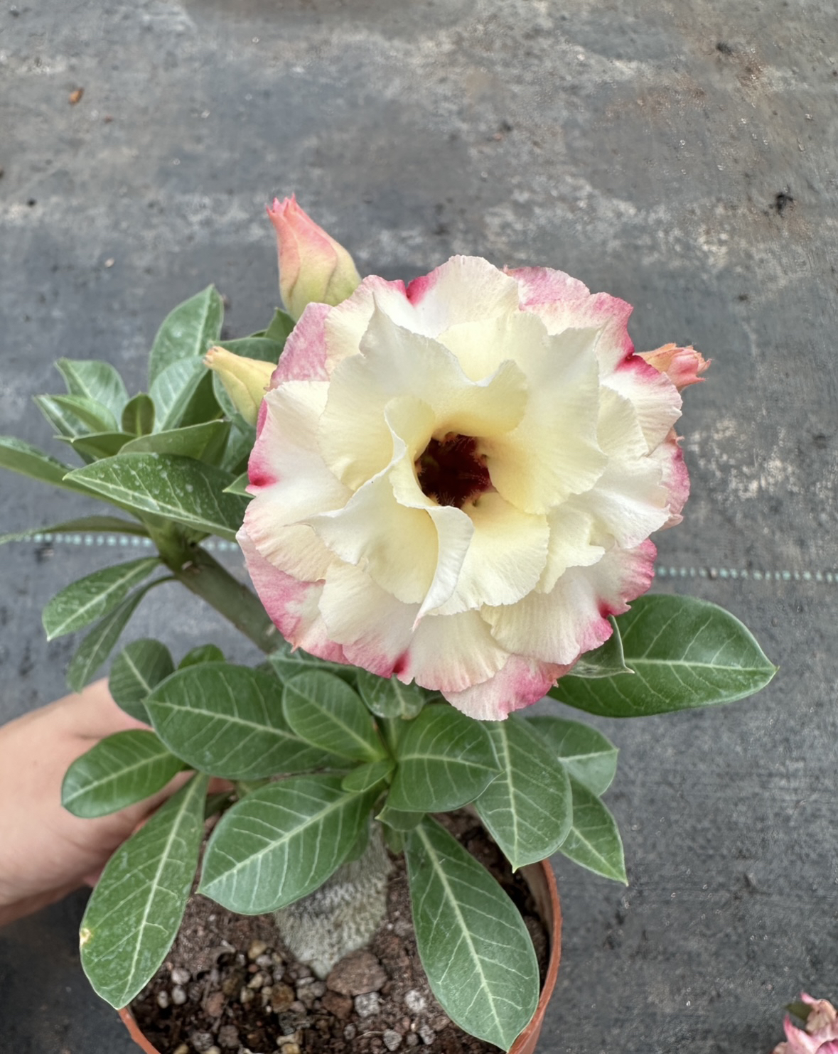 【花房】沙漠玫瑰/老桩 精美小植物/ 一物一拍/多肉类植物