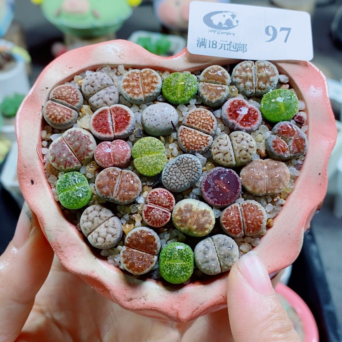 生石花花哈哈哈哈花花97