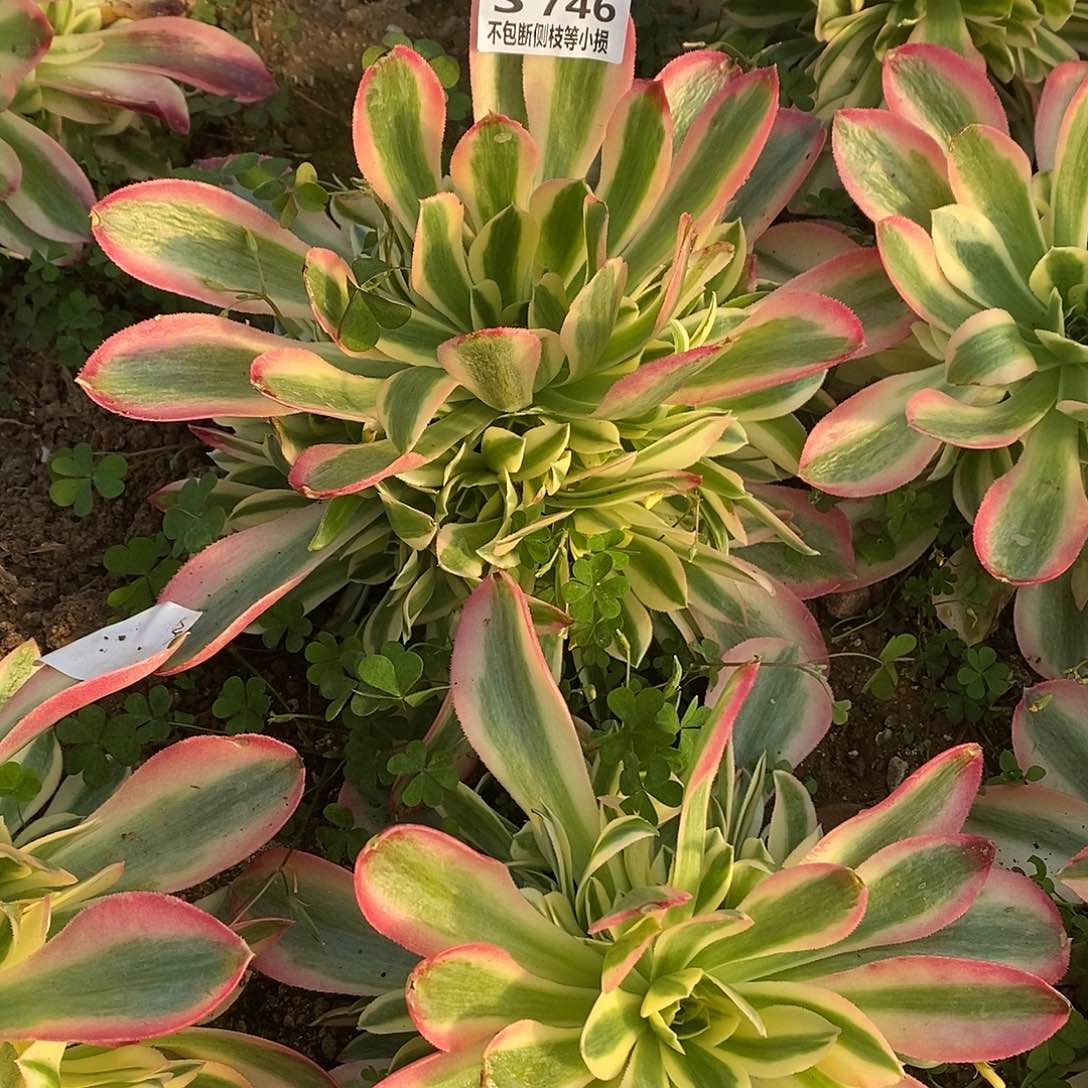 746女巫多肉法师锦量拍