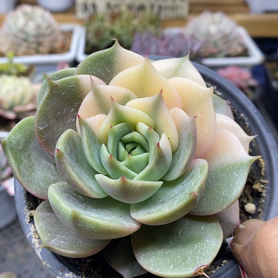 2642 贝加尔湖花脸锦 需延时发货