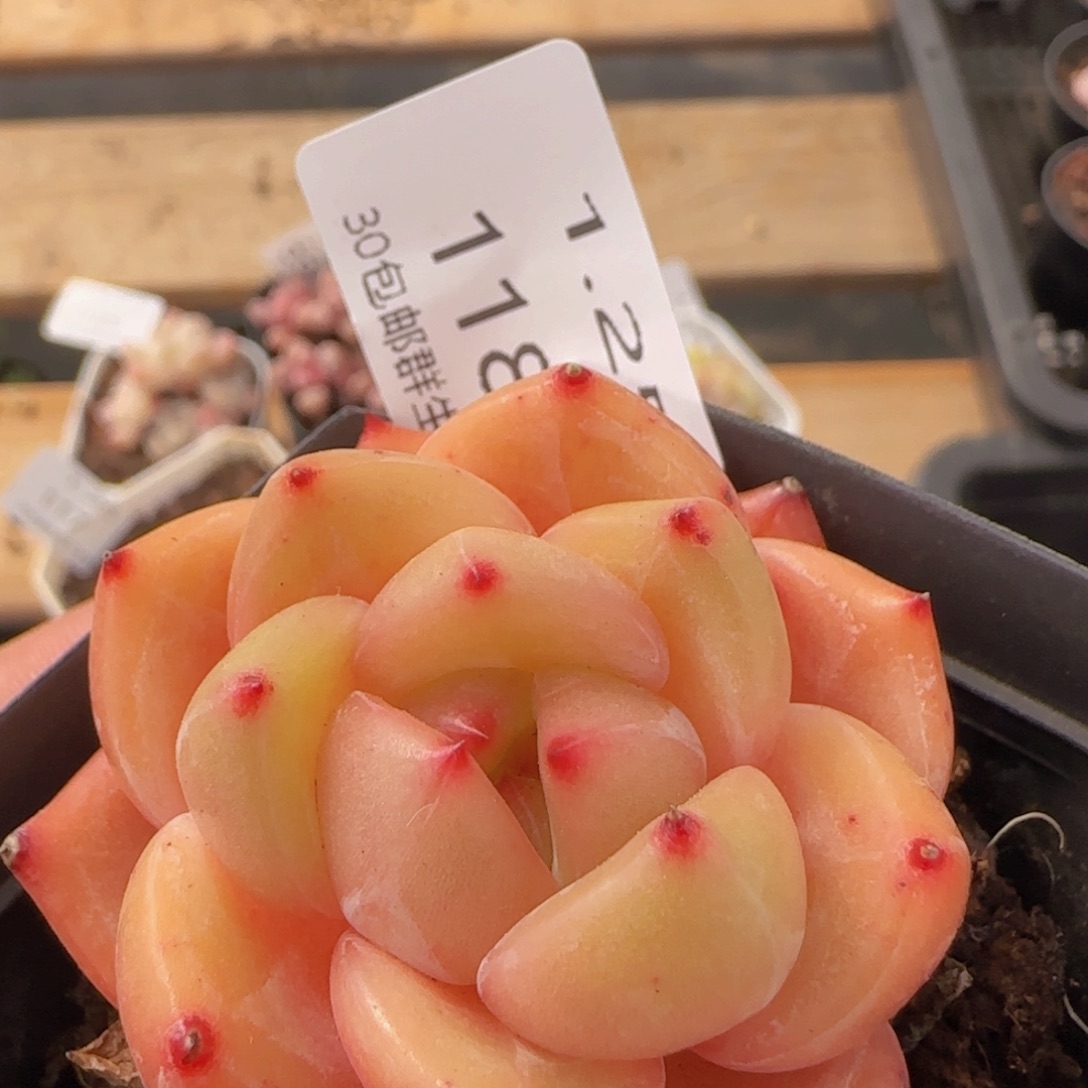 Q橙单头一颗脱土