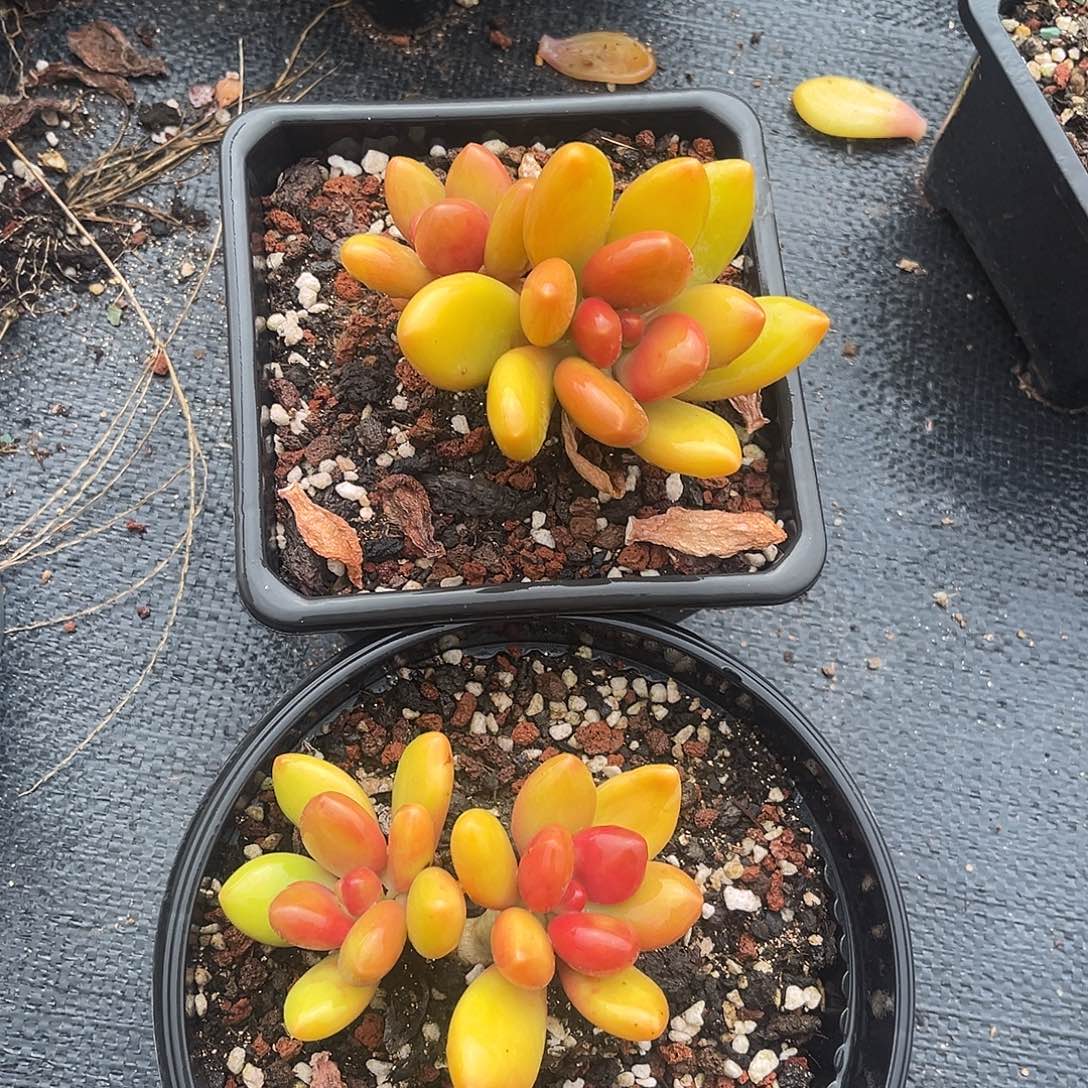 芒果奶两颗      
