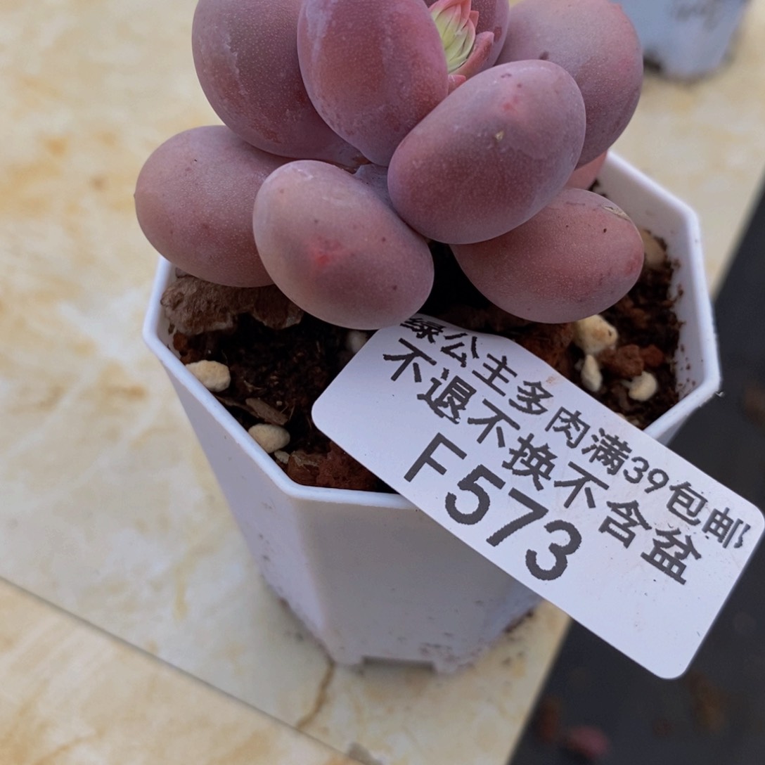 丸叶蛋黄奶573/4c m