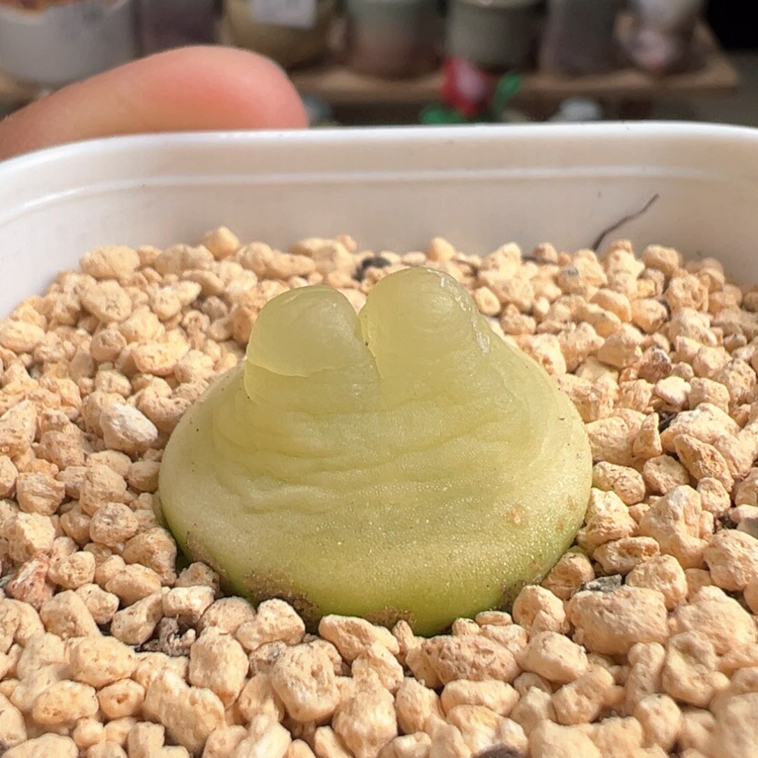 多肉植物235号拉登