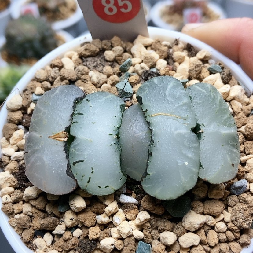 【闪购商品】85旷月玉扇