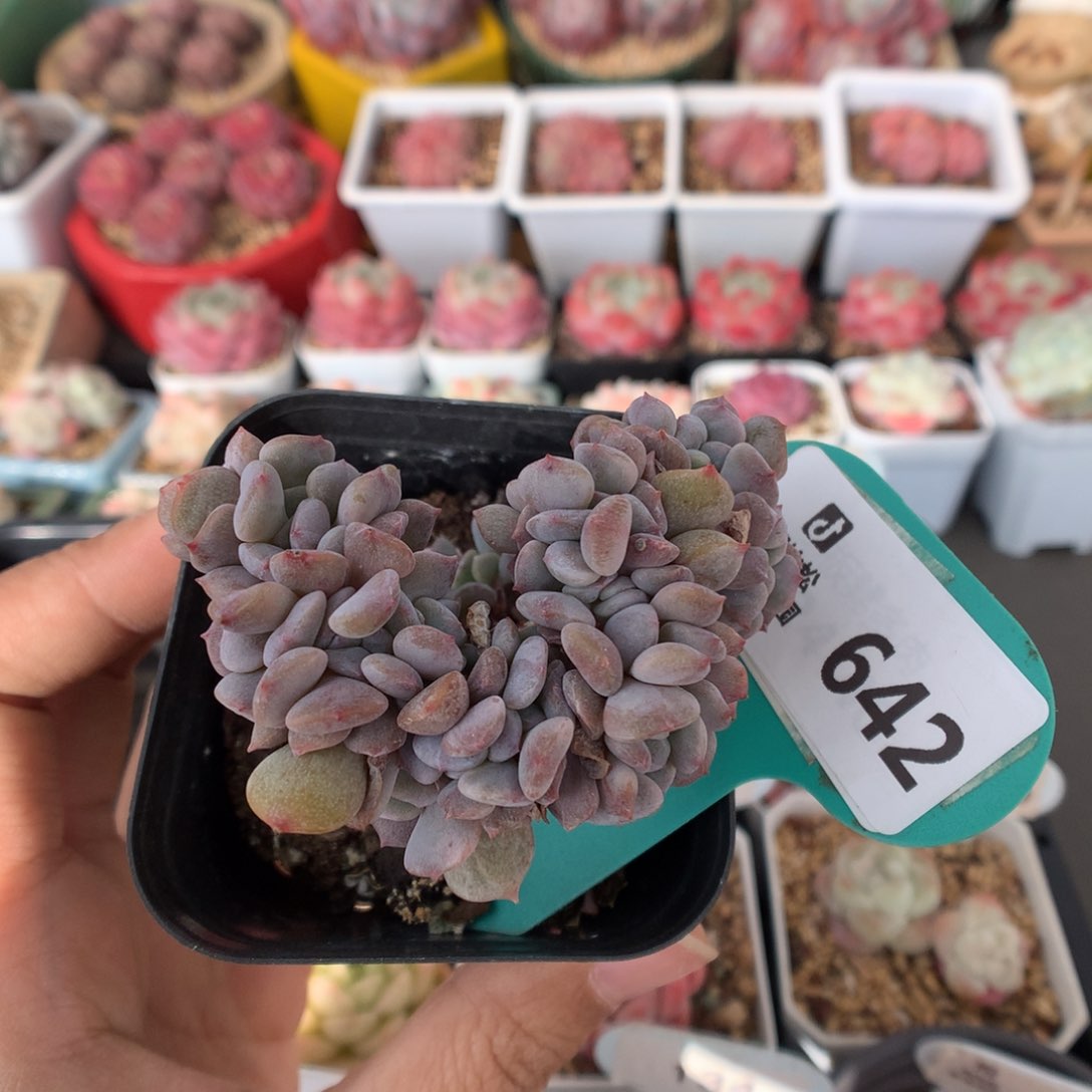 642雪精灵缀多肉植物