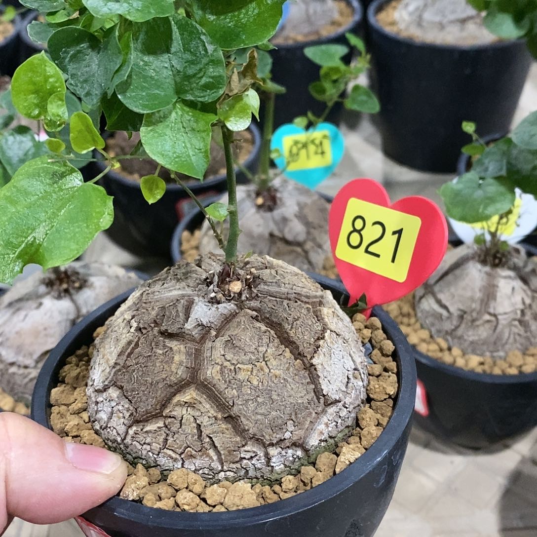 南非龟甲龙龟甲龙