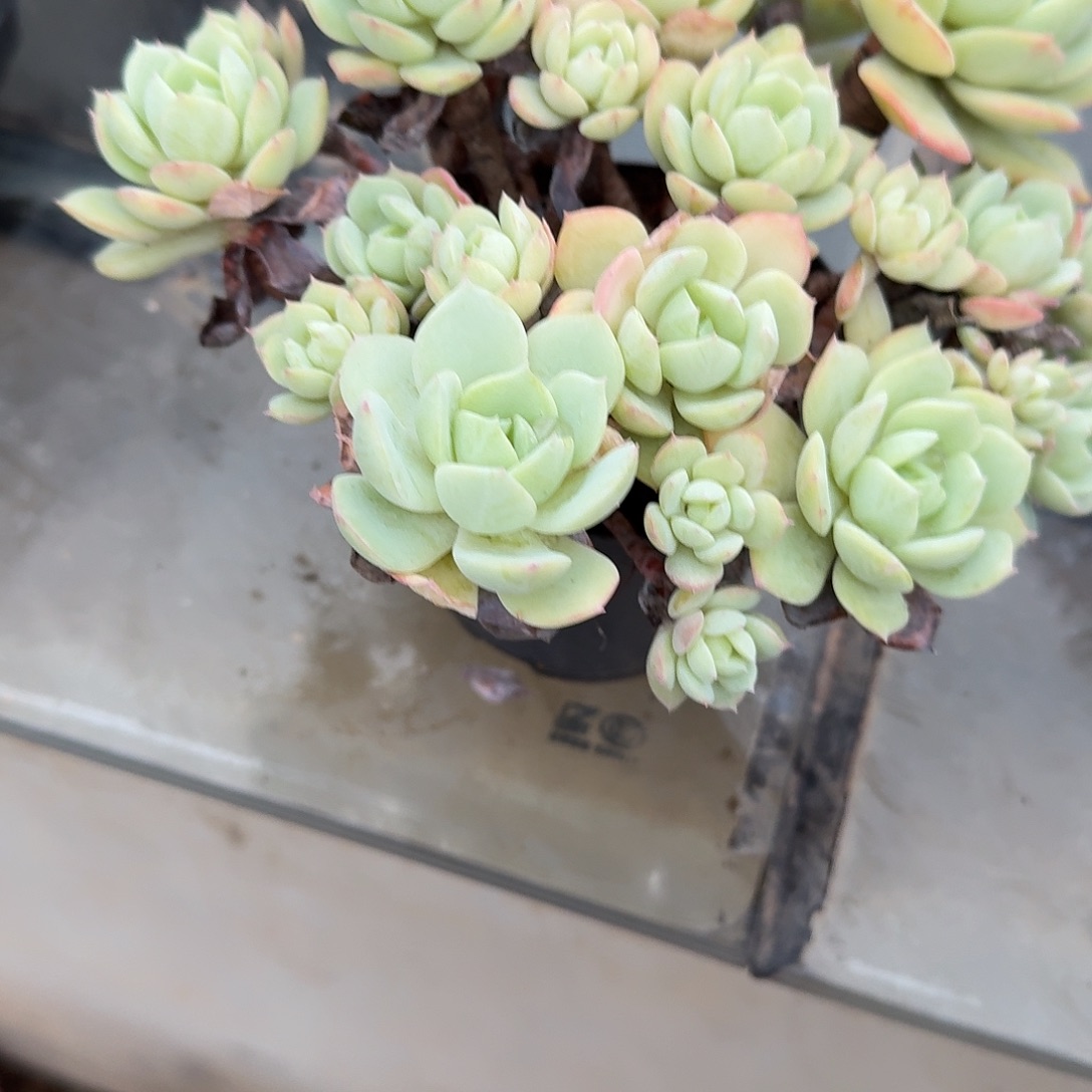 小***。恋曲多肉植物一颗