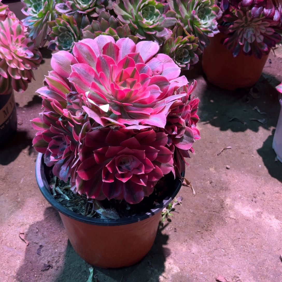 多肉植物女巫814