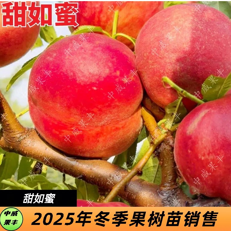 甜如蜜红毛桃6月上旬成熟前期脆甜后期蜜甜丰产皇后桃子水蜜桃