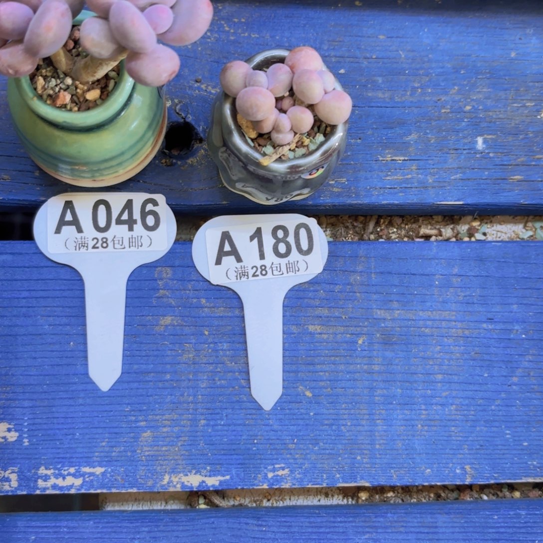 A180奶酪一物一拍