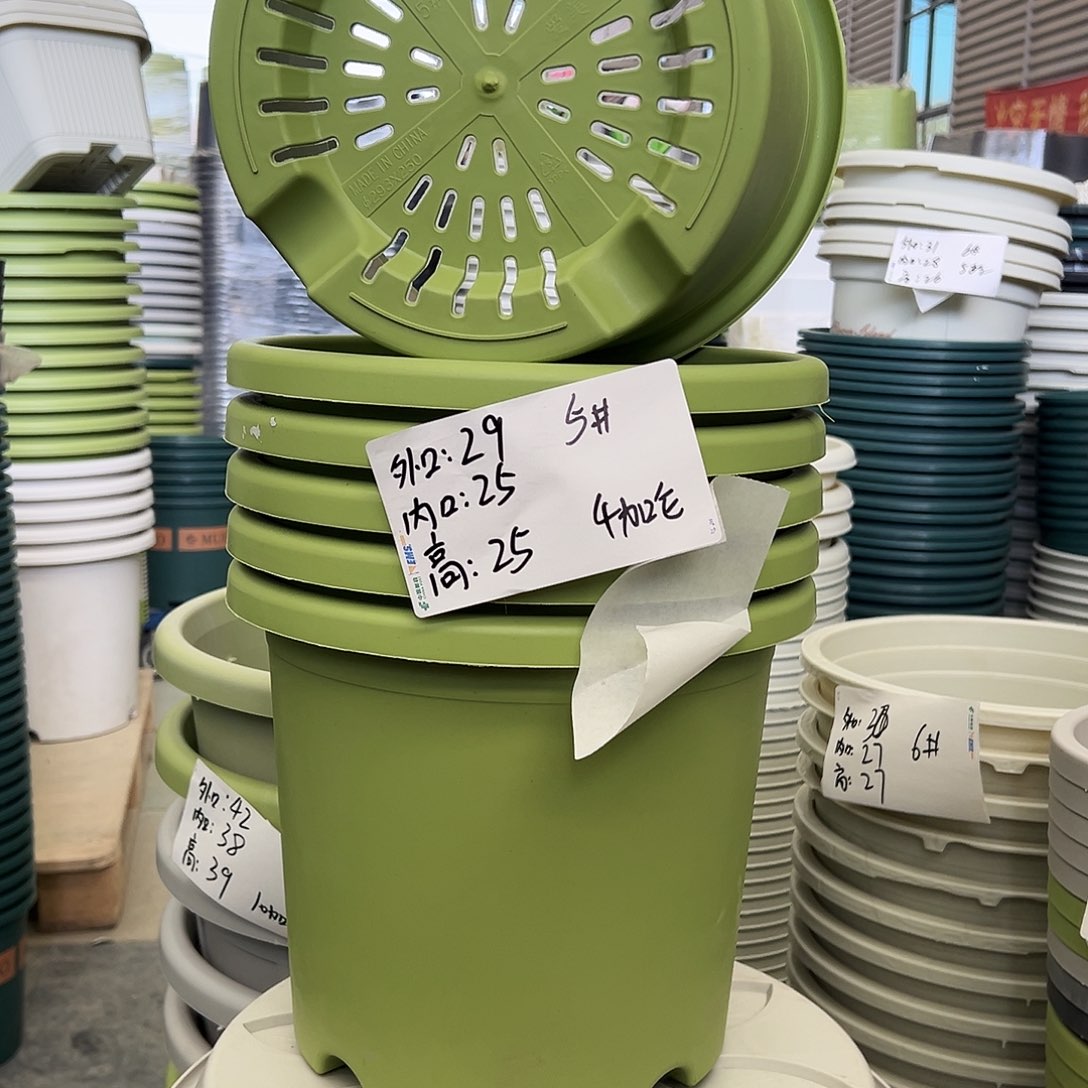 四季盆5#果绿6个无托