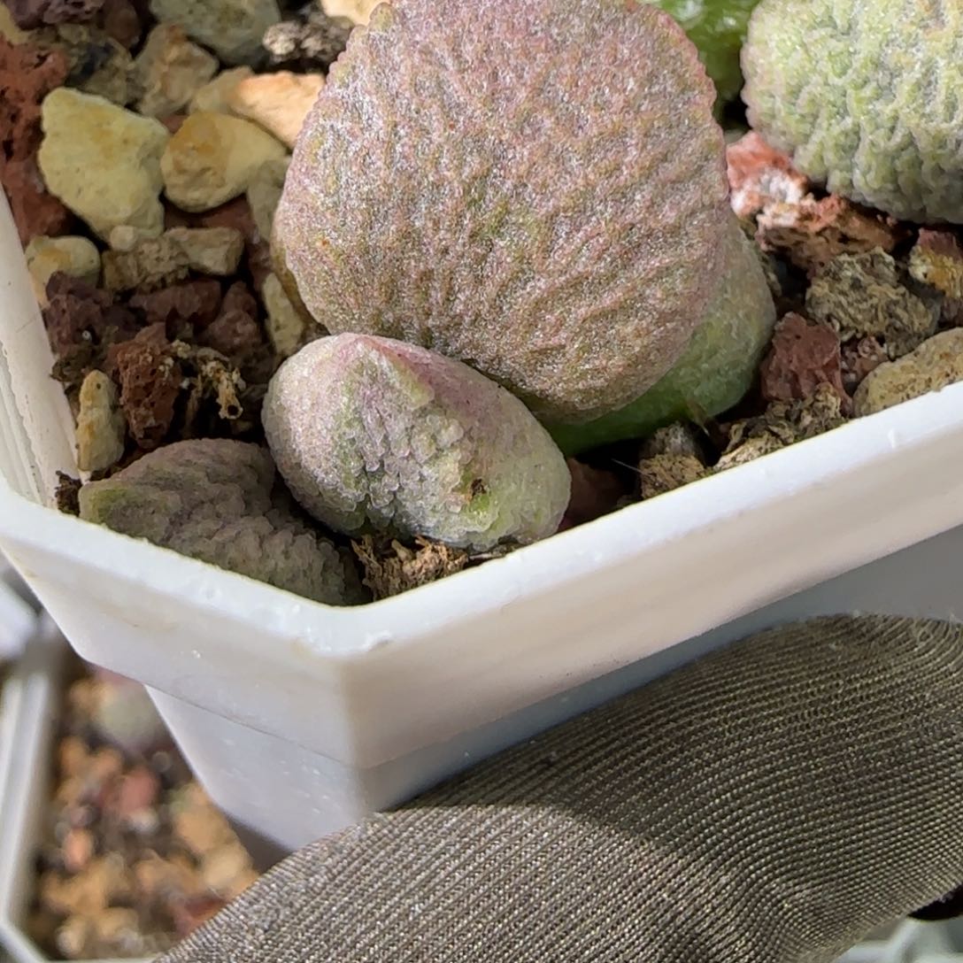 编号309叶插，脱土发