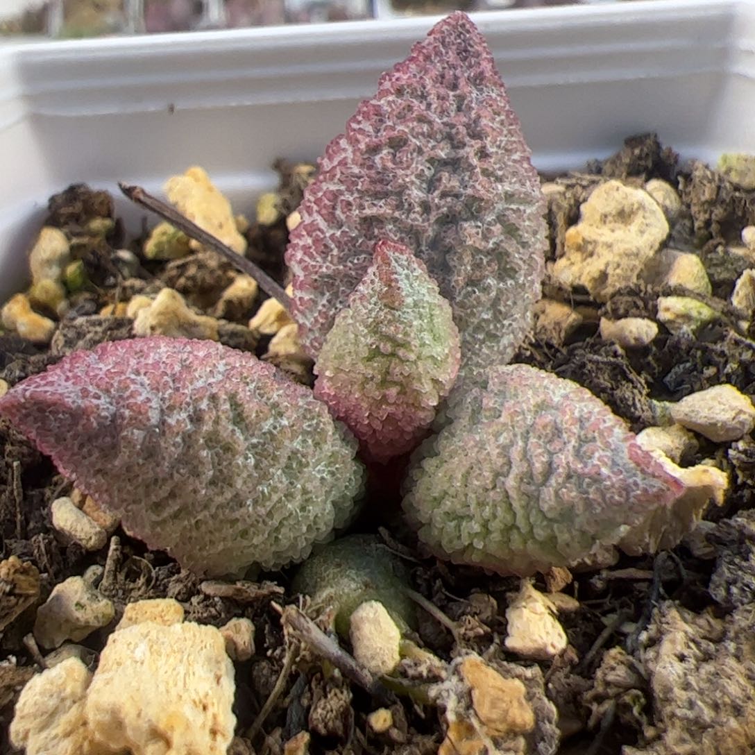 实生新品整颗多肉植物水泡