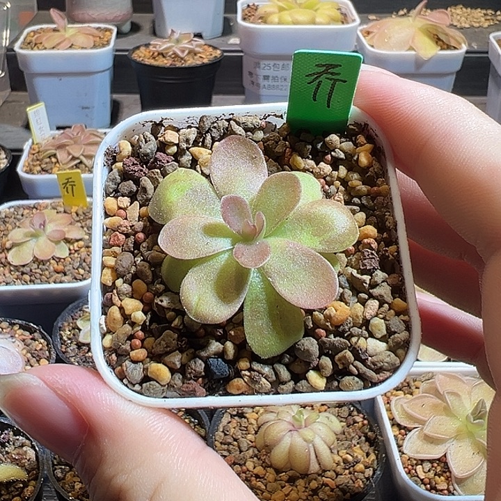 无花朵捕虫堇脱土发乔安娜88153