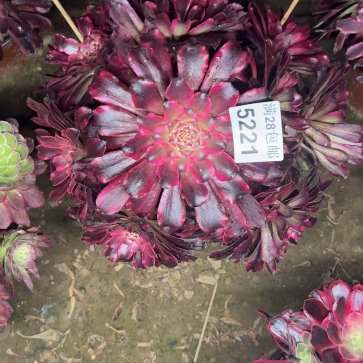 5221雪姬多肉植物