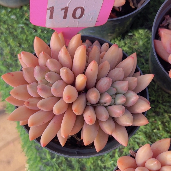 健健康康平平安安