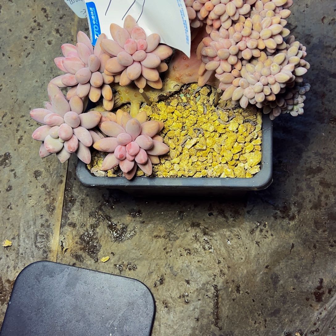 懒***2171号一物一拍脱土包邮